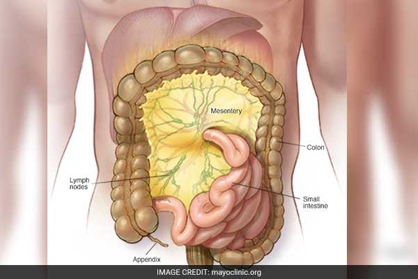 Mesentery