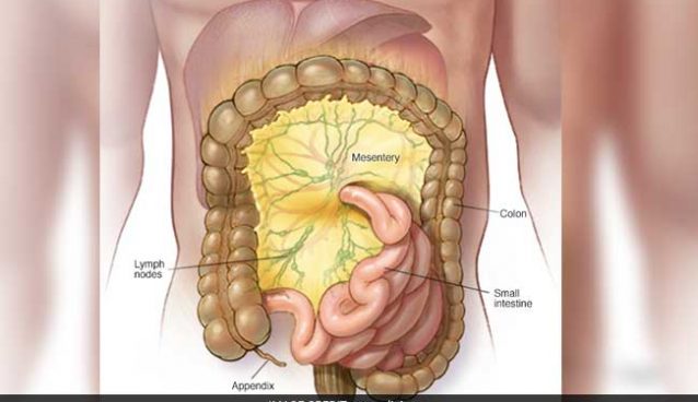 Mesentery
